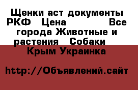 Щенки аст документы РКФ › Цена ­ 15 000 - Все города Животные и растения » Собаки   . Крым,Украинка